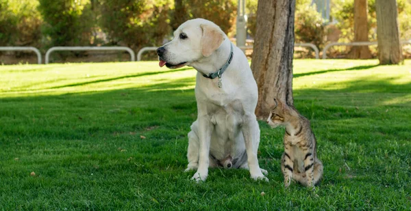 Gato Perro Amistad Animal Imagen Naturaleza Soleado Jardín Floral Vista —  Fotos de Stock