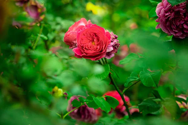 赤いバラの花の庭の花の自然写真夏の時間緑の葉環境空間の景色 — ストック写真