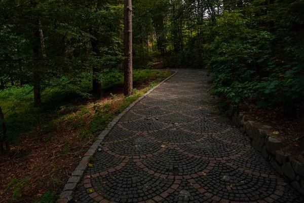 Escuro Dramática Floresta Paisagismo Parque Natureza Ambiente Espaço Com Início — Fotografia de Stock