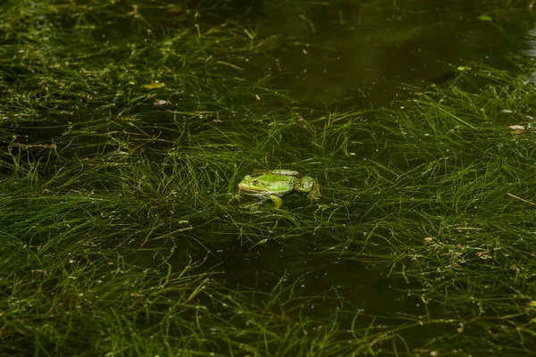 沼でのカエル動物撮影鮮やかな緑の花海藻自然環境景観空間 — ストック写真