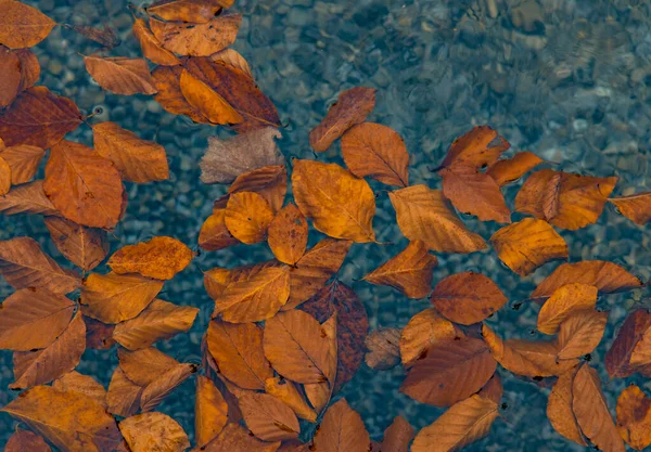 秋の自然壁紙広告背景鮮やかなオレンジの葉の概念は 池の穏やかな水面に浮かぶ平和的な9月気分写真 — ストック写真