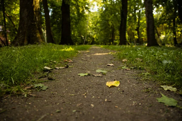 Septembre Automne Temps Parc Extérieur Soft Focus Concept Nature Vue — Photo