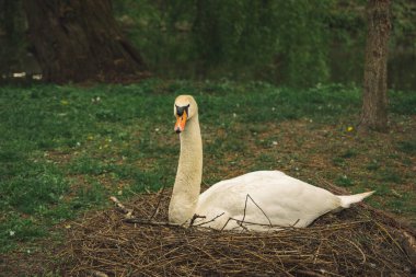 Vahşi doğada tek kuğu portresi. Doğa manzarası. Huysuz yeşil yeşillik arka plan görüntüsü.