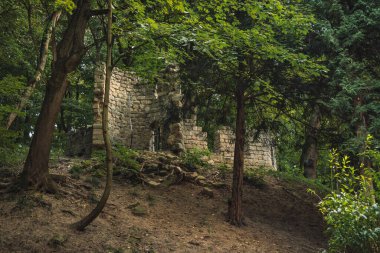 Orta Avrupa bölgesindeki ortaçağ tarihi manzaralı orman harabeleri