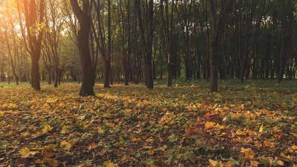 秋天公园风景光彩夺目九月落叶地面覆盖黄褐色和橙色自然环境空间 — 图库照片
