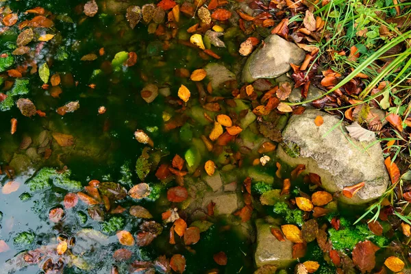 秋の紅葉の背景絵のような自然風景壁紙のコンセプト9月の月の時間 — ストック写真