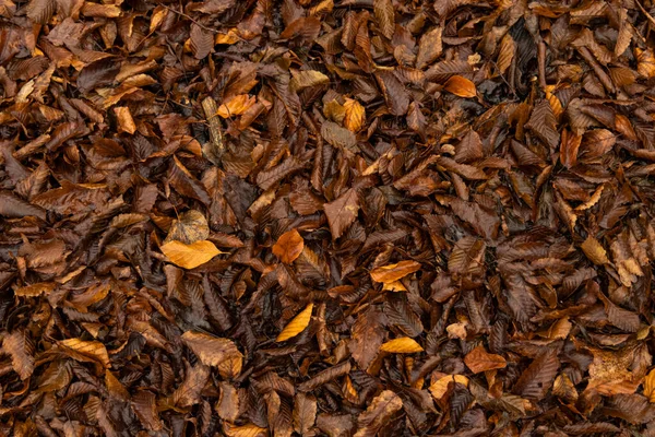 Herbst Hintergrund Fallende Blätter Boden Braun Orange Launisch Tapetenmuster Naturfotografie — Stockfoto