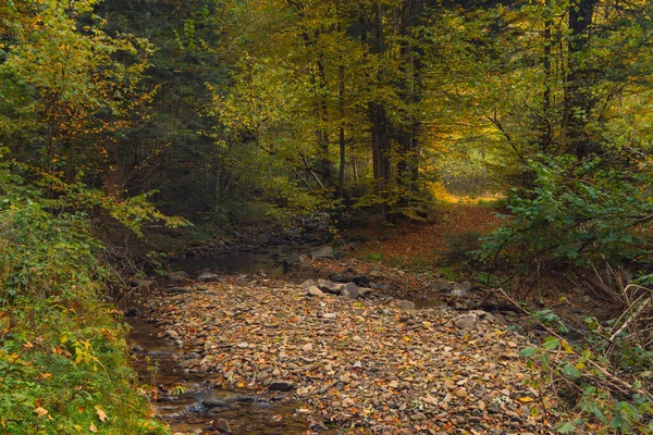 September Herbst Wald Malerische Natur Szenische Ansicht Landschaft Mit Orange — Stockfoto