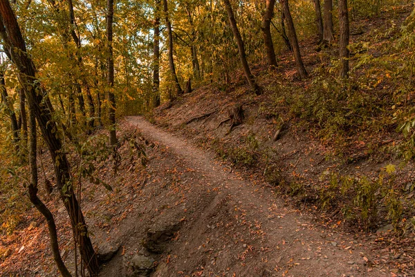 Höst Park Utomhus Natur Landskap Miljö Utrymme September Orange Färg — Stockfoto