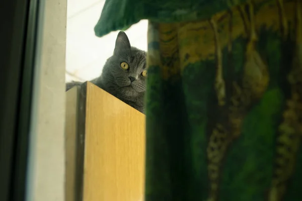 Gato Doméstico Bonito Olhando Para Retrato Câmera Com Pobres Objetos — Fotografia de Stock