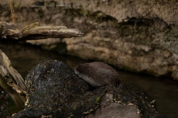 Soft Focus Cave Wild Life Environment Stone Sleeping Otter Animal — Stock Photo, Image