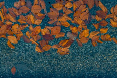 Sonbahar duvar kağıdının arka planının düşüşü burada metnin için boş kopya alanı ile gölet suyu yüzeyini terk eder