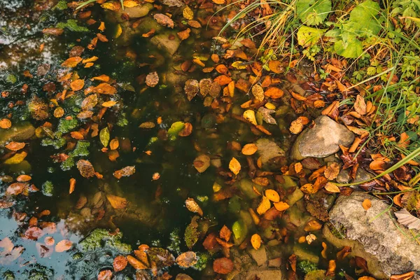 autumn nature photography background falling leaves yellow orange foliage color near pond reservoir water