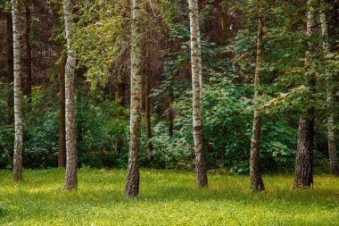 huş ağaçları orman doğa fotoğrafçılık manzara açık hava taze hava yaz mevsimi