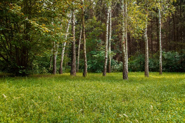 Natuur Bos Landschap Fotografie Schilderachtig Uitzicht Het Begin Van Herfst — Stockfoto