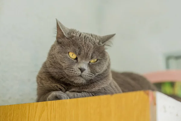 Británico Gato Doméstico Animal Doméstico Retrato Yacía Mirando Cámara Con — Foto de Stock