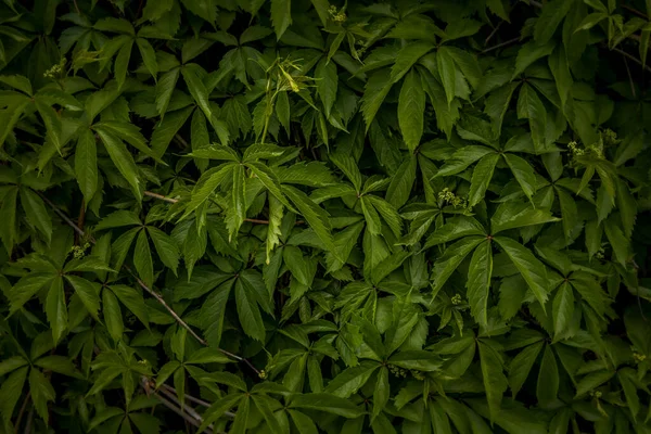 Naturfotografie Von Blättern Hintergrundbild Fotografie Ökologie Grüne Pflanzen Aus Dem — Stockfoto
