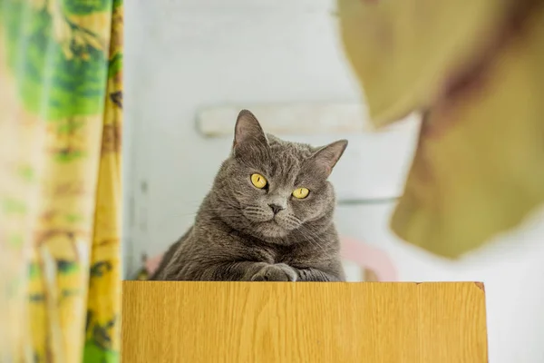 Doméstico Británico Gato Animal Fotografía Yacía Armario Pobres Rústico Plana — Foto de Stock