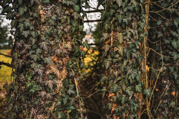 Launisch Laub Auf Baumrinde Grau Herbst Natur Farben Outdoor Umgebung — Stockfoto