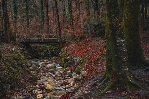 Sonbahar Yumuşak Odak Ormanı Doğa Manzarası Akşam Alacakaranlığı Aydınlatma Kayalık — Stok fotoğraf