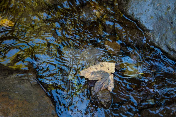 Herfst Dalend Verlof Waterstroom Zachte Focus Donker September Seizoen Natuur — Stockfoto