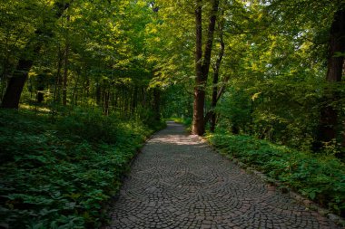 Parkın dışında yürüyüş, asfalt patika, çevre düzenlemesi yaz mevsimi, yeşil yeşillik bitkileri ve burada hiç insan yok.