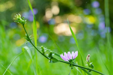 yumuşak odak makro doğa resmi çimen yeşil çiçek çevre alanı ve odaklanmamış bokeh arka plan görünümü