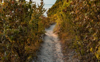 Kırsal sonbahar parkı doğa manzaralı çevre alanı Eylül ayı kahverengi yeşillik ve toprak dar patika yolu