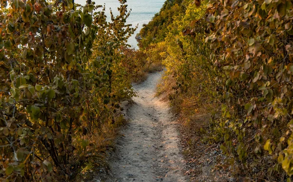 Rustikal Herbst Park Freien Natur Landschaftlich Umgebung Raum September Zeit — Stockfoto