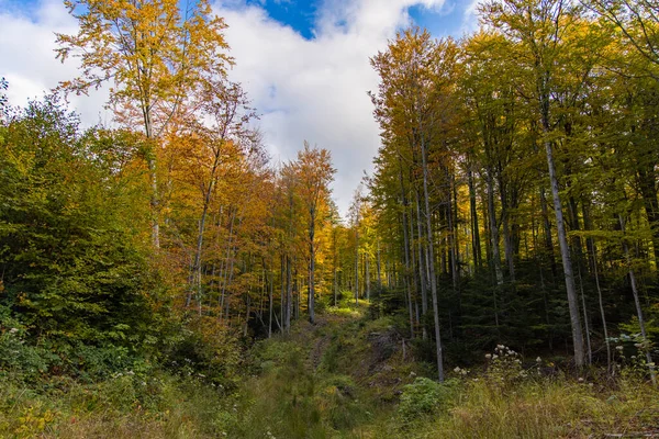 September autumn forest nature photography landscape colorful green yellow orange foliage trees in clear weather day time