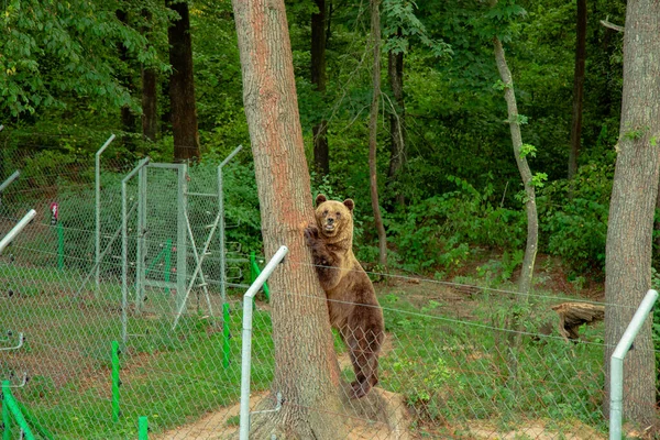 Urso Grande Mamífero Animal Fotografia Atrás Grade Abrigo Ambiente Natural — Fotografia de Stock