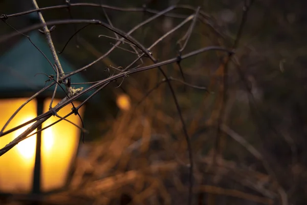 Concetto Sfocato Illuminazione Della Lanterna Immagine Concetto Esterno Con Rami — Foto Stock