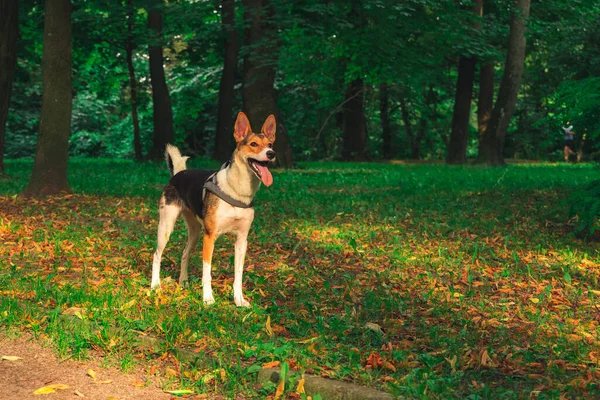 Περπάτημα Χαμογελαστό Κατοικίδιο Ζώο Σκυλί Στο Πάρκο Υπαίθρια Φύση Περιβάλλον — Φωτογραφία Αρχείου