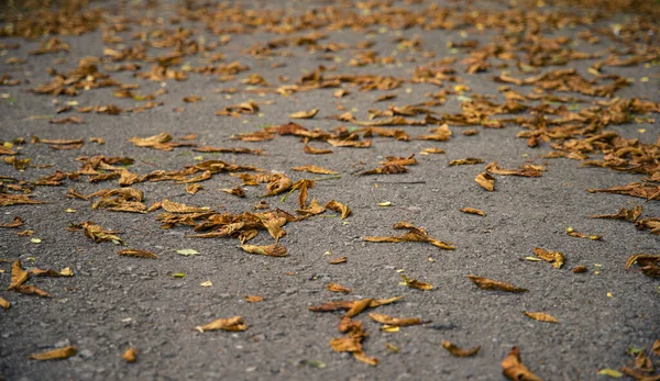 落叶秋天墙纸概念公园沥青路面展望九月时分 — 图库照片