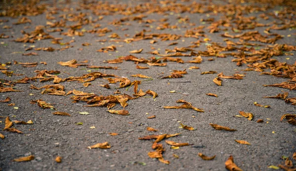 İzne ayrılan sonbahar duvar kâğıdı konsepti park asfalt yol perspektifi Eylül zamanı