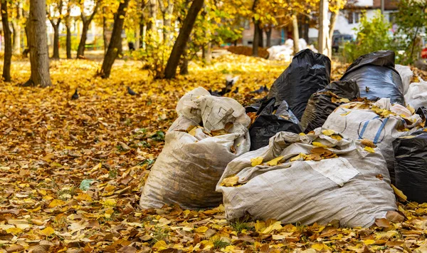 Paisajismo Limpieza Bolsas Basura Parque Aire Libre Otoño Septiembre Naturaleza —  Fotos de Stock