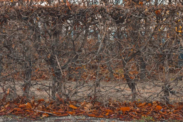 Oktober Herbst Park Nackte Äste Garten Malerische Aussicht Und Fallende — Stockfoto
