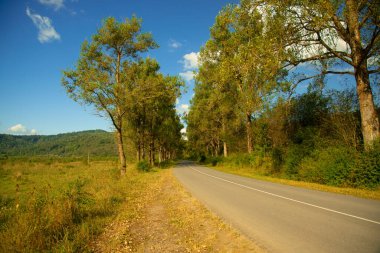 Kırsal otomobil yolu doğa manzaralı ağaç manzaralı sokak Eylül ayının sonbaharında sarı yapraklı açık hava günüyle