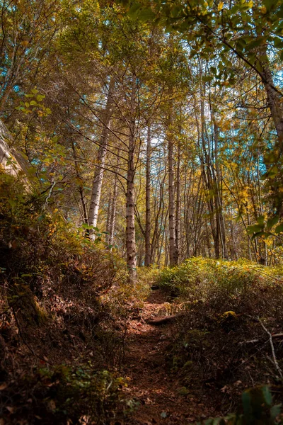 사진은 낙엽이 떨어지는 황금빛 계절의 경치를 보여준다 — 스톡 사진