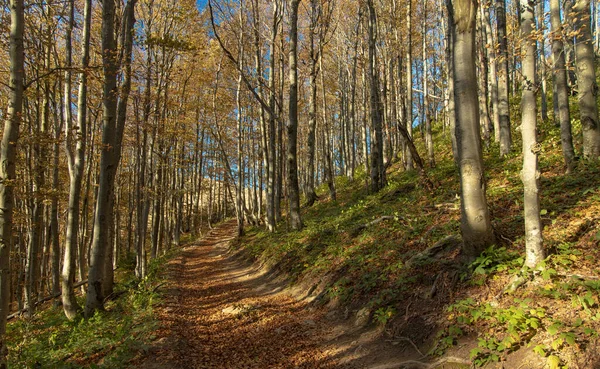 9月秋天的森林金碧辉煌的风景与落叶 走和平的小径 — 图库照片