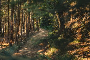 Huysuz, dramatik sonbahar ormanı doğa manzarası ekim ayının güneşli günü manzarası yürüyüş için patika üzerindeki yapraklar arasında öncülük ediyor.