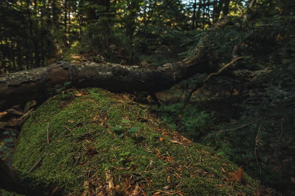 Ciemny Nastrój Las Zbliżenie Koncepcja Mchu Jesieni Spadające Drzewa Kory — Zdjęcie stockowe