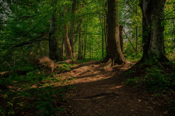 森林柔情聚焦自然景致明快的绿叶和夏日树木间的泥土小径 — 图库照片