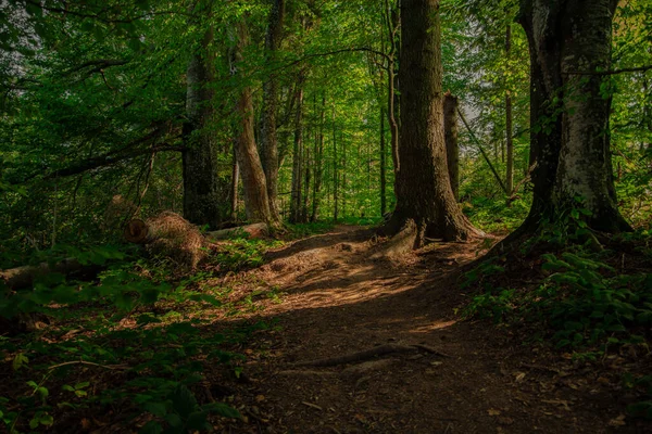 Forêt Soft Focus Nature Vue Panoramique Feuillage Vert Vif Sentier — Photo