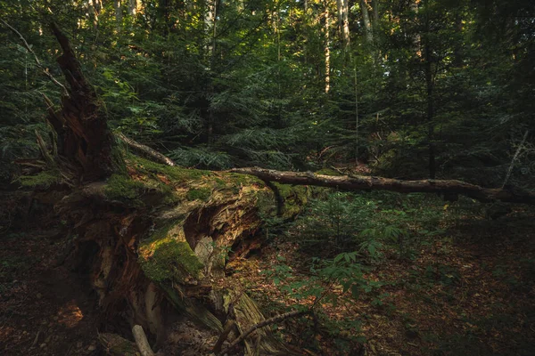 Jesień Nastrój Ciemny Las Dramatyczne Środowisko Przyrodnicze Malowniczy Widok Spadające — Zdjęcie stockowe