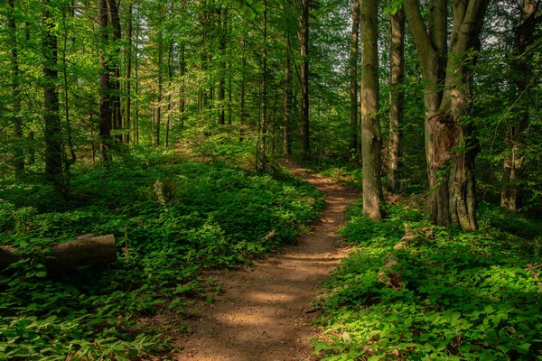 夏の森絵のような自然写真風光明媚な緑の葉の環境空間と木々の間の未舗装の歩道 — ストック写真