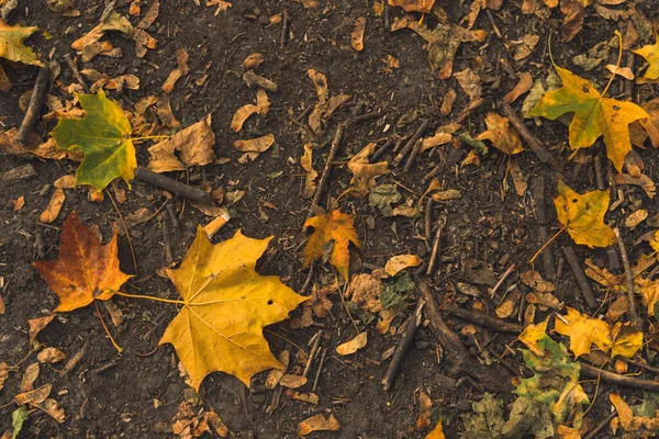 Fallende Blätter Herbst Hintergrundkonzept Auf Einem Boden — Stockfoto