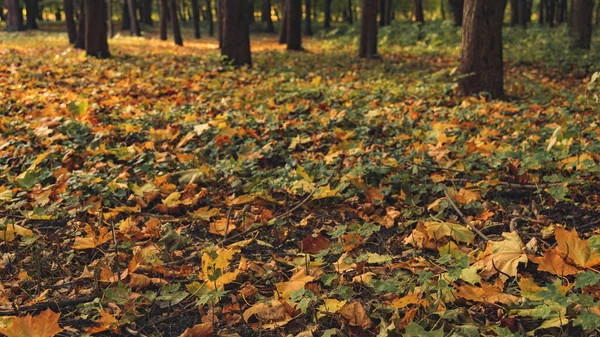 Outono Temporada Dourada Caindo Folhas Parque Livre Setembro Natureza Ambiente — Fotografia de Stock