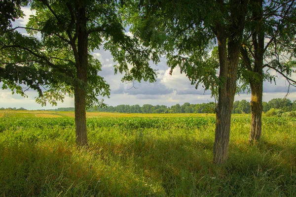 Matin Clair Nature Paysage Vue Sur Herbe Verte Champ Arbres — Photo