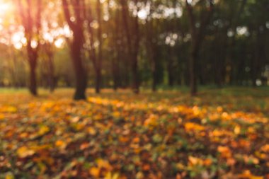 Ekim sonbaharı altın mevsimi doğa parkı manzaralı güneş ışığı sarı ve turuncu ışık ile odaklanmamış konsept